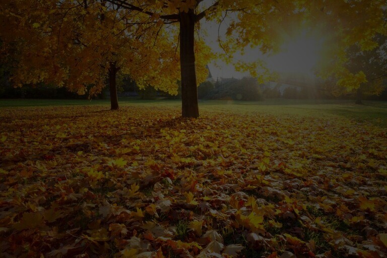 Tree Service of Charlottesville Image